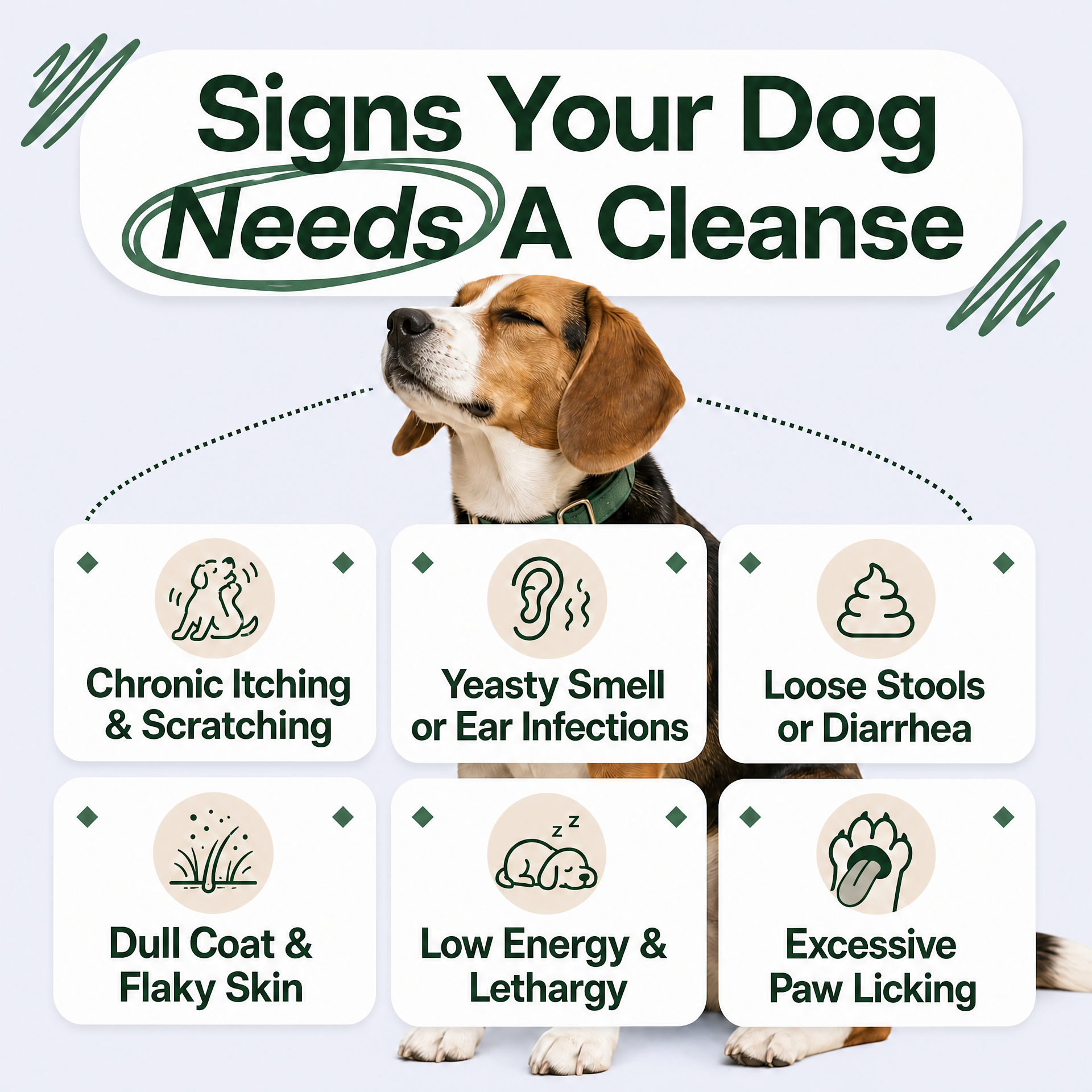 Signs your dog needs a gut cleanse